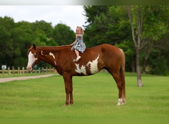 American Paint Horse, Yegua, 15 años, Pío