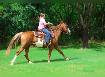 American Paint Horse, Yegua, 15 años, Pío