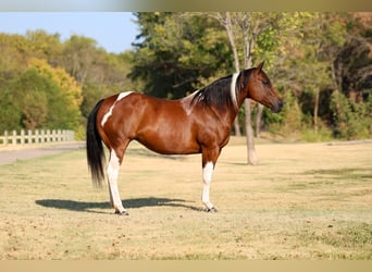 American Paint Horse, Yegua, 15 años, Pío