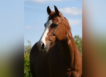 American Paint Horse, Yegua, 16 años, 150 cm, Alazán