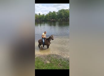 American Paint Horse, Yegua, 16 años, 150 cm, Grullo