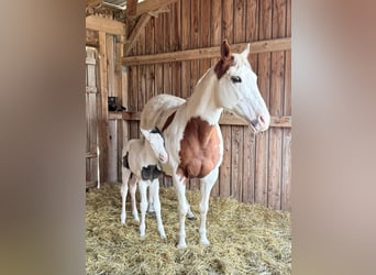 American Paint Horse, Yegua, 18 años, 158 cm, Tobiano-todas las-capas