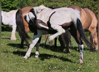 American Paint Horse, Yegua, 19 años, Overo-todas las-capas