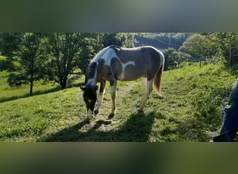 American Paint Horse, Yegua, 1 año, 140 cm, Grullo