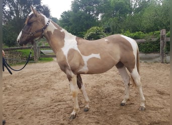 American Paint Horse, Yegua, 1 año, 140 cm, Grullo