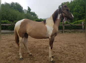 American Paint Horse, Yegua, 1 año, 140 cm, Grullo