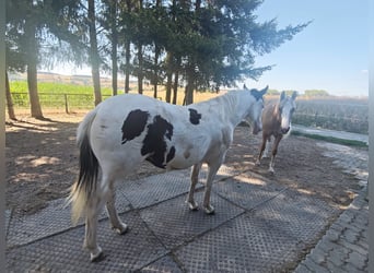 American Paint Horse Mestizo, Yegua, 1 año, 148 cm, Pío