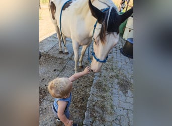 American Paint Horse Mestizo, Yegua, 1 año, 148 cm, Pío