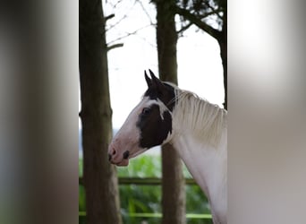 American Paint Horse Mestizo, Yegua, 1 año, 148 cm, Pío