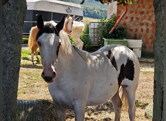 American Paint Horse Mestizo, Yegua, 1 año, 148 cm, Pío