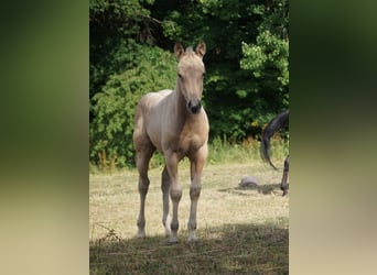 American Paint Horse, Yegua, 1 año, 150 cm, Buckskin/Bayo