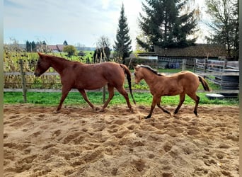 American Paint Horse, Yegua, 1 año, 150 cm, Buckskin/Bayo