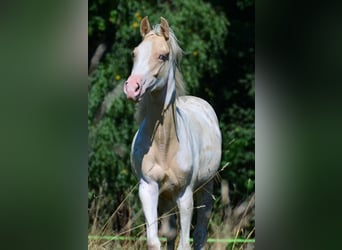 American Paint Horse, Yegua, 1 año, 150 cm, Champán