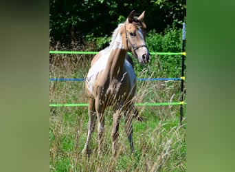American Paint Horse, Yegua, 1 año, 150 cm, Champán