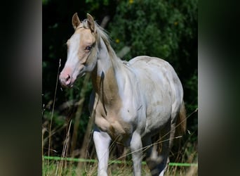 American Paint Horse, Yegua, 1 año, 150 cm, Champán