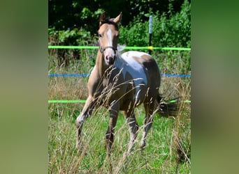 American Paint Horse, Yegua, 1 año, 150 cm, Champán