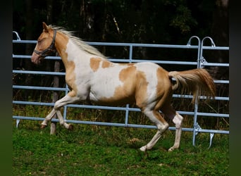 American Paint Horse, Yegua, 1 año, 150 cm, Champán
