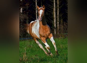 American Paint Horse, Yegua, 1 año, 150 cm, Champán