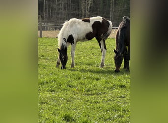 American Paint Horse Mestizo, Yegua, 1 año, 150 cm, Pío