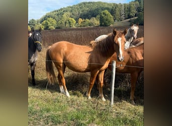 American Paint Horse Mestizo, Yegua, 1 año, 150 cm, Red Dun/Cervuno