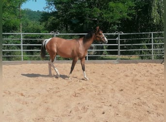 American Paint Horse, Yegua, 1 año, 150 cm, Tobiano-todas las-capas