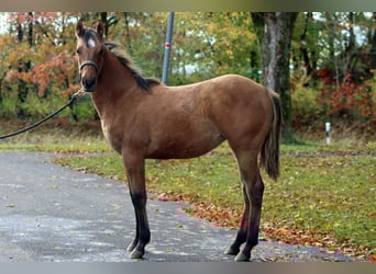 American Paint Horse, Yegua, 1 año, 153 cm, Castaño