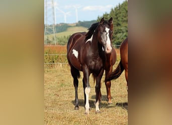American Paint Horse, Yegua, 1 año, 153 cm, Overo-todas las-capas