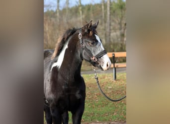 American Paint Horse, Yegua, 1 año, 153 cm, Overo-todas las-capas