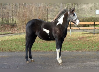 American Paint Horse, Yegua, 1 año, 153 cm, Overo-todas las-capas