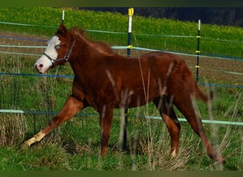 American Paint Horse, Yegua, 1 año, 155 cm, Alazán