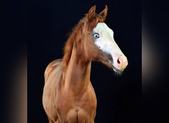 American Paint Horse, Yegua, 1 año, 155 cm, Alazán
