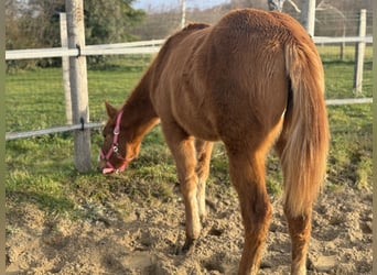 American Paint Horse, Yegua, 1 año, Alazán