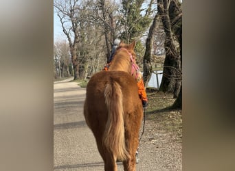 American Paint Horse, Yegua, 1 año, Alazán