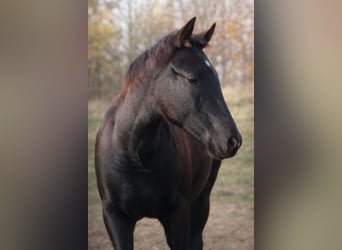 American Paint Horse, Yegua, 1 año