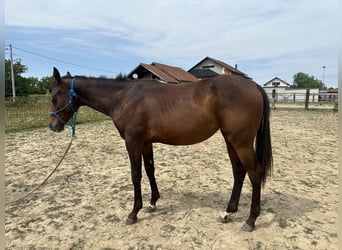 American Paint Horse, Yegua, 1 año, Castaño