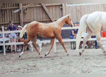 American Paint Horse, Yegua, 1 año, Palomino