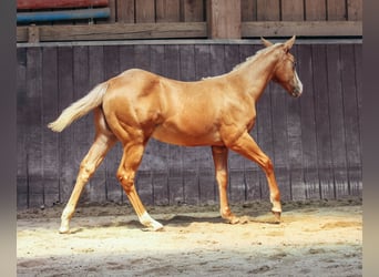 American Paint Horse, Yegua, 1 año, Palomino