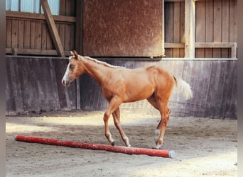 American Paint Horse, Yegua, 1 año, Palomino