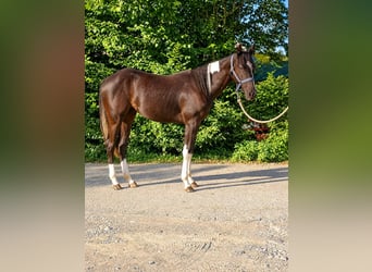 American Paint Horse, Yegua, 1 año, Pío