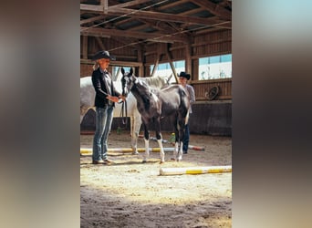 American Paint Horse, Yegua, 1 año, Pío