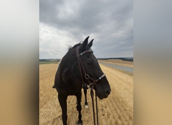 American Paint Horse, Yegua, 25 años, Negro
