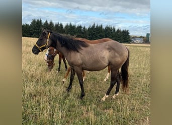 American Paint Horse, Yegua, 2 años, 146 cm, Grullo