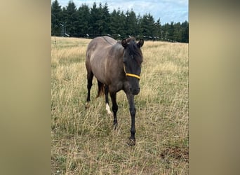 American Paint Horse, Yegua, 2 años, 146 cm, Grullo