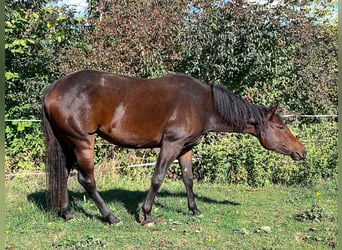American Paint Horse, Yegua, 2 años, 147 cm, Castaño