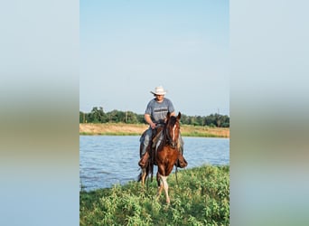 American Paint Horse, Yegua, 2 años, 150 cm, Castaño rojizo