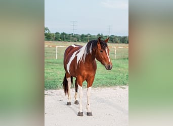 American Paint Horse, Yegua, 2 años, 150 cm, Castaño rojizo