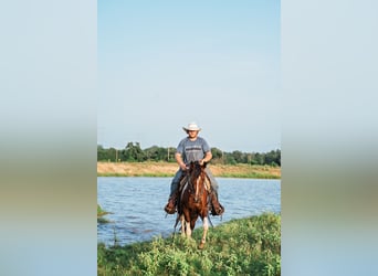American Paint Horse, Yegua, 2 años, 150 cm, Castaño rojizo