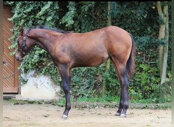 American Paint Horse, Yegua, 2 años, 150 cm, Castaño