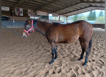 American Paint Horse, Yegua, 2 años, 150 cm, Castaño