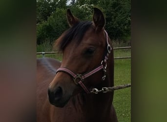 American Paint Horse, Yegua, 2 años, 150 cm, Castaño